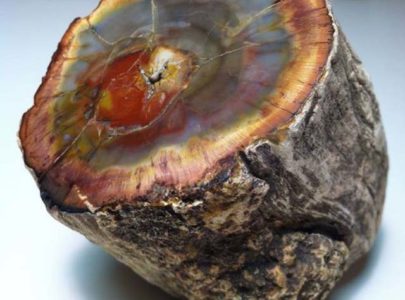 Công dụng của gỗ hoá thạch