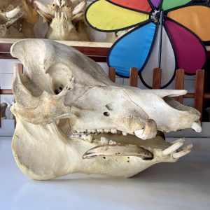 Dau-heo-rung-khung Dau-heo-rung-khung